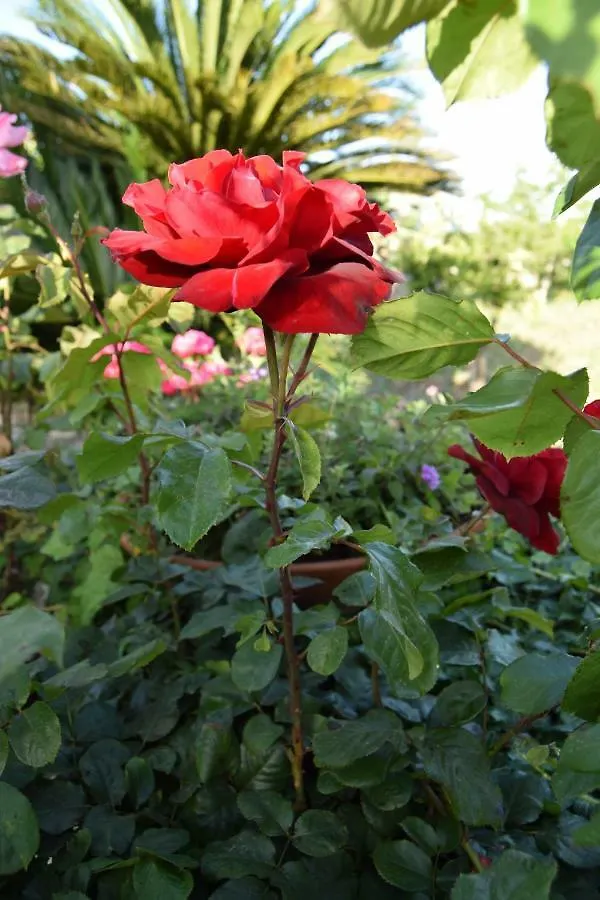 Il Flauto Magico Bed & Breakfast Modica 0*,  Italy